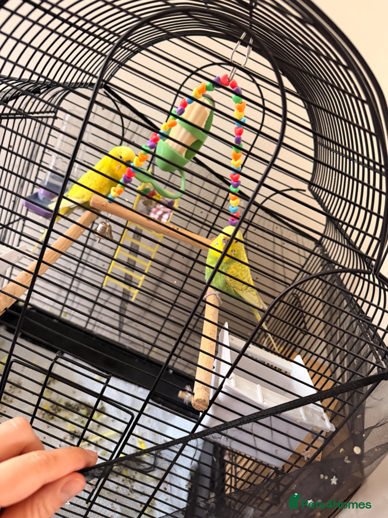 Budgerigars birds for sale: Budgies - Advert 1