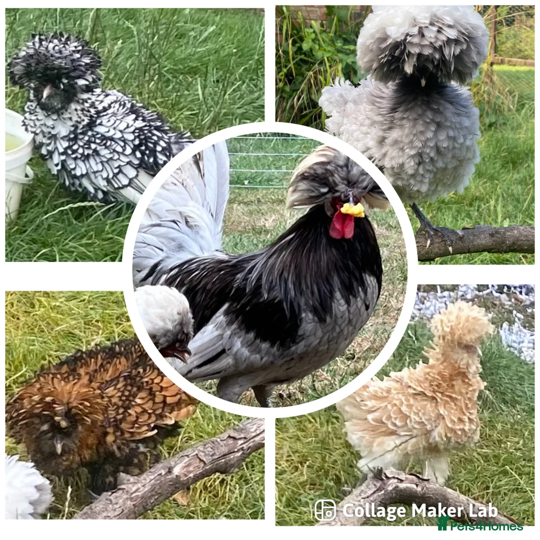 Chickens poultry for sale: Hatching eggs polish  - Advert 6