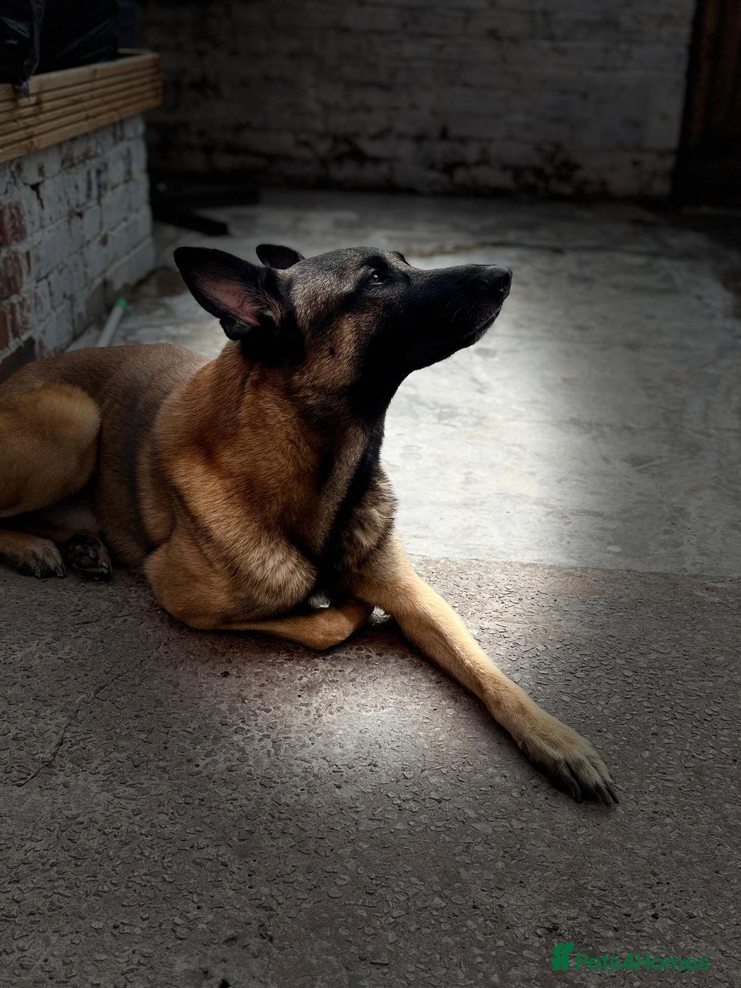 Belgian Shepherd Dog dogs for sale: Mr joe - Image 2