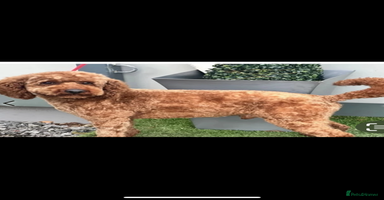 Cockapoo dogs - Advert 2