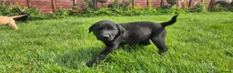 Labrador Retriever dogs for sale: Beautiful and handsome lab puppies - Advert 7