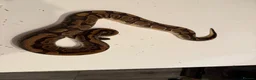 Python Snake reptiles for sale: Various Ball Pythons for sale - Advert 8