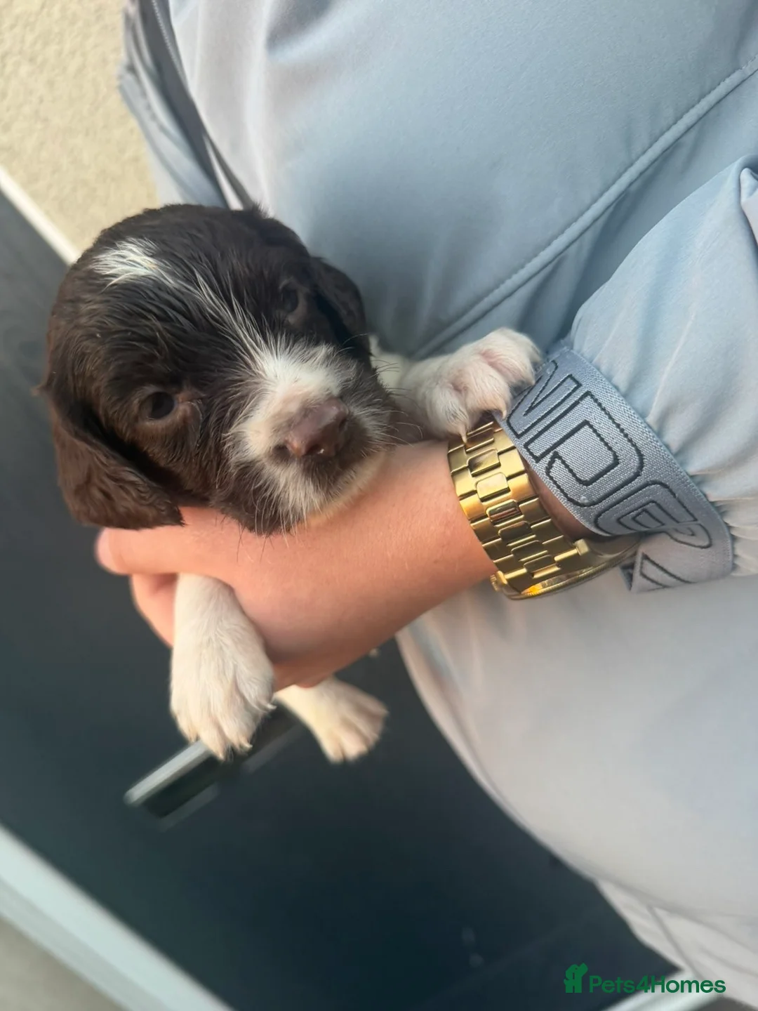 Sprocker dogs for sale: Sprockers  in Sutton-in-Ashfield - Advert 2