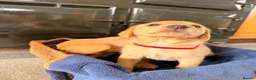 Labrador Retriever dogs for sale: Working Labrador Puppies – KC Registered in Shrewsbury - Advert 36