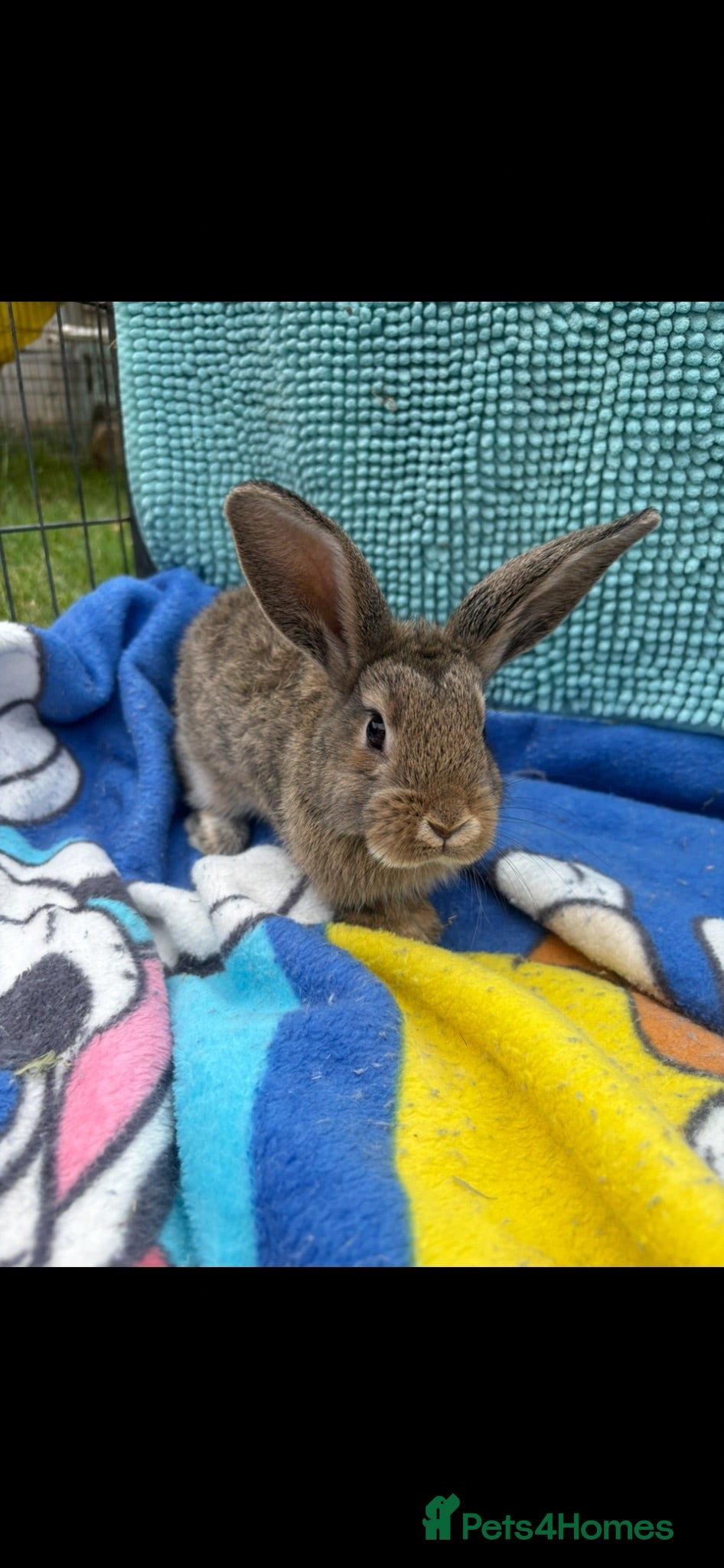 Mini Lion Lop rabbits Mini lion lop baby bunny rabbits - Advert 1