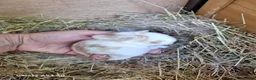 Mixed Breed rabbits for sale: Gorgeous baby lop bunnies for sale! 😍 - Advert 4