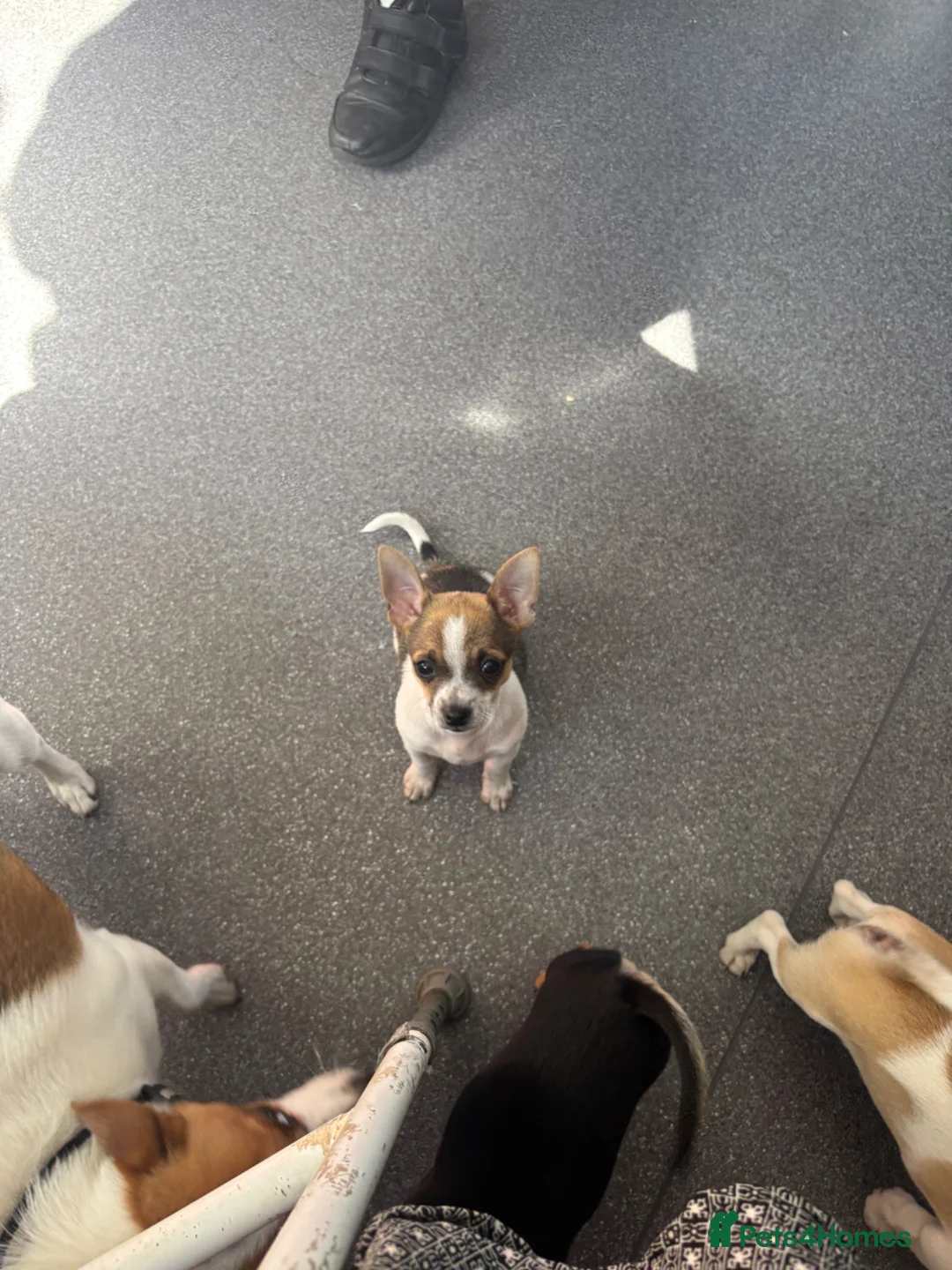 Pomchi dogs for sale: Pomchi puppies - Advert 2