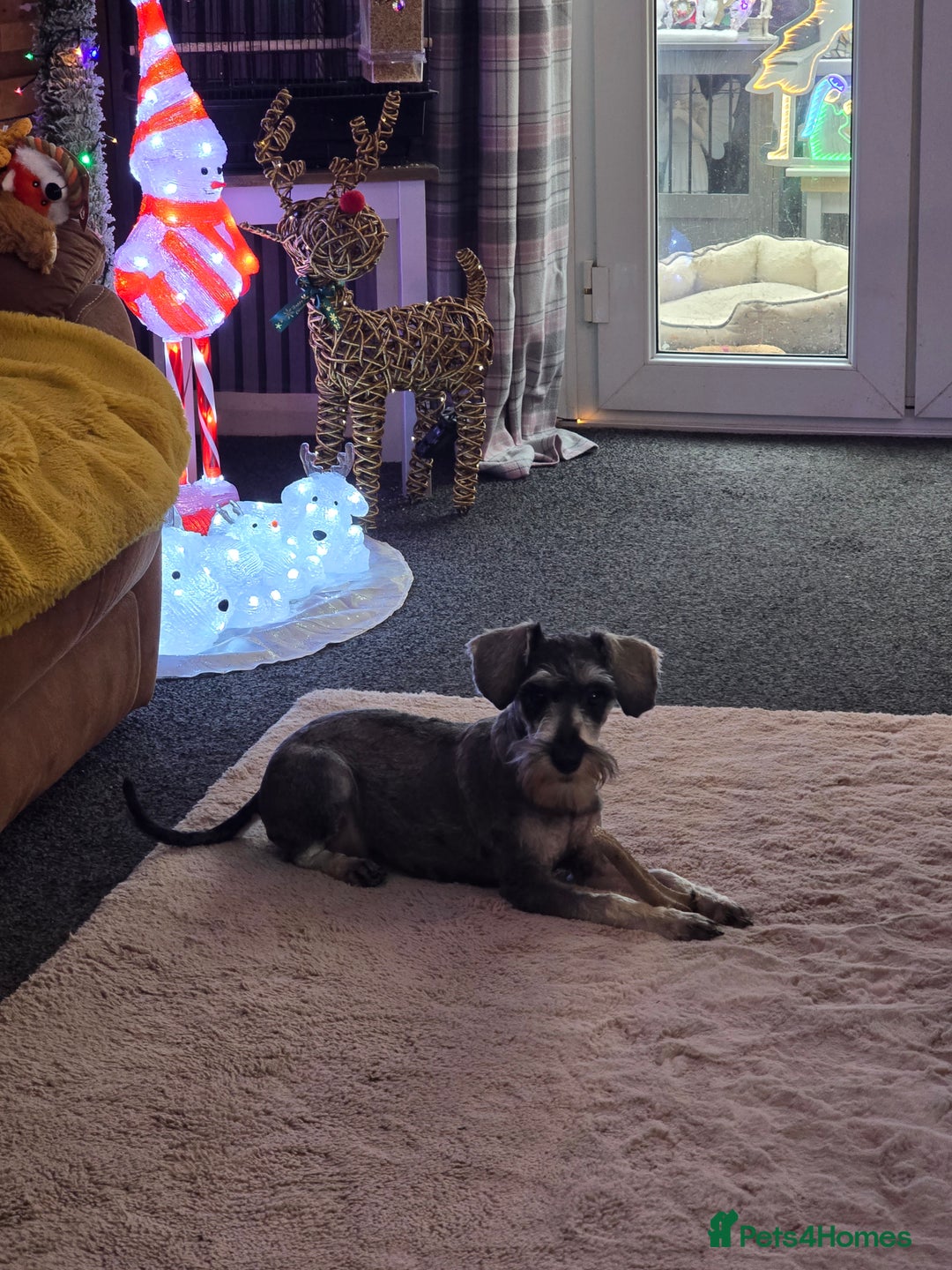 Miniature Schnauzer dogs for sale: Sweet boy - Advert 3