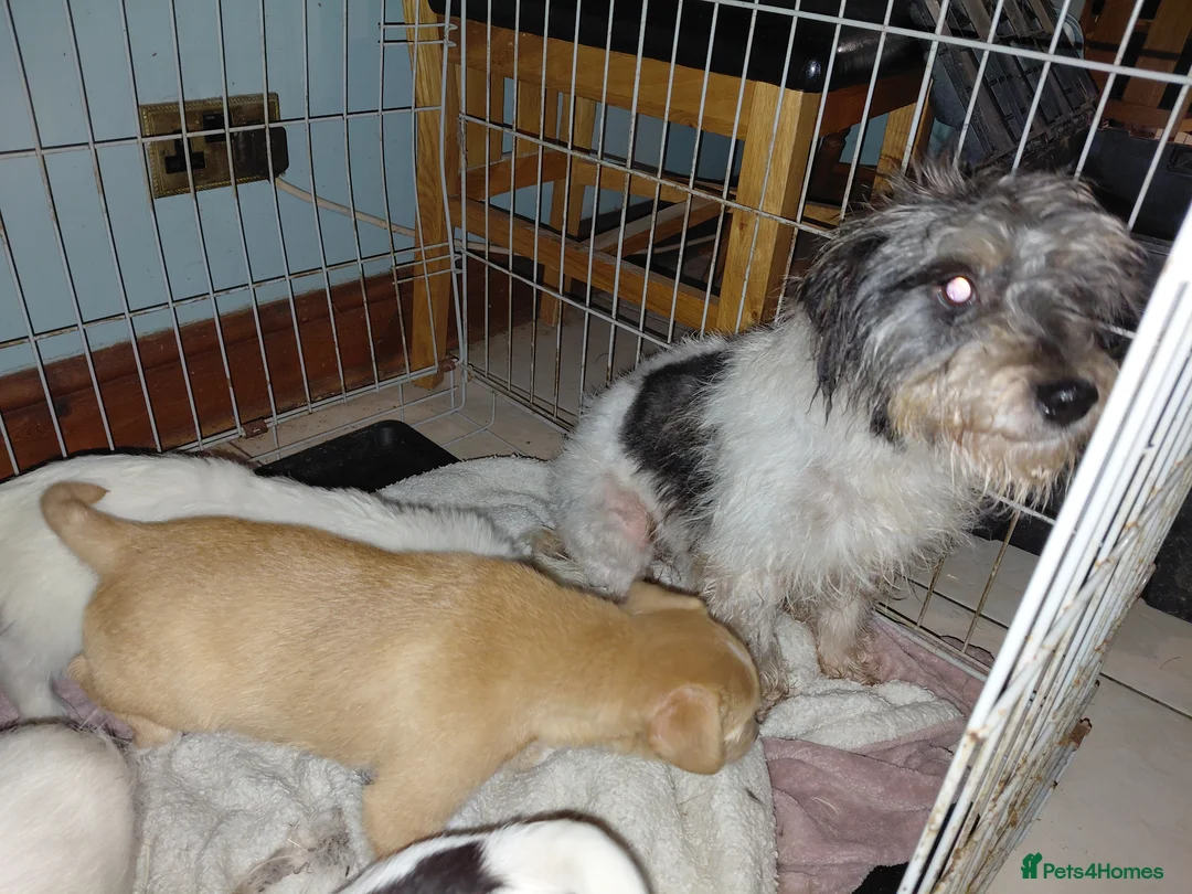 Jack Russell dogs for sale: Jack Russell  in Portsmouth - Advert 1