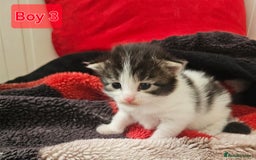 Mixed Breed cats for sale:  Kittens😹🐱😻collection on August 24 and 31. - Image 7