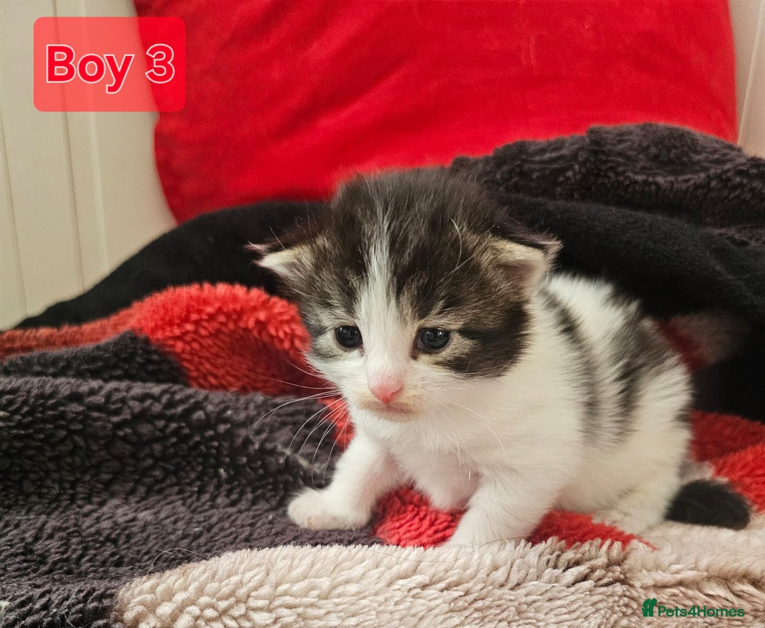 Mixed Breed cats for sale:  Kittens😹🐱😻collection on August 24 and 31. - Image 7