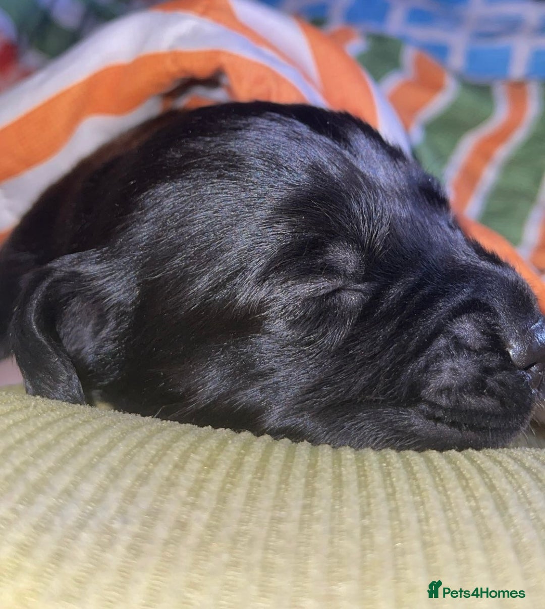 Mixed Breed dogs for sale: 🐾 5 Gorgeous Sprockerdor Puppies 🐾 - Advert 4