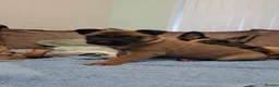 Belgian Shepherd Dog dogs for sale: Big chunky Belgian mallanois pups for sale - Advert 6