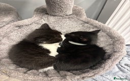 Mixed Breed cats for sale: 2 kittens pretty sure they are boys  - Image 9