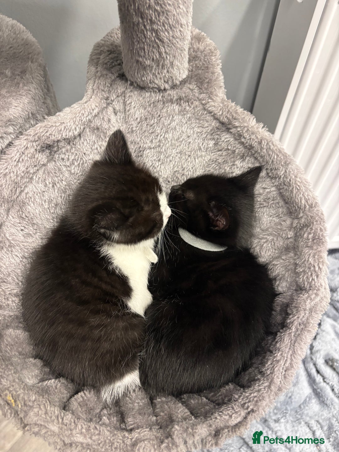 Mixed Breed cats for sale: 2 kittens pretty sure they are boys  - Image 9