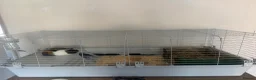Guinea Pig rodents for sale: Two Sow Guinea Pigs & Cage - Advert 10