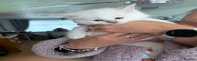 Ragdoll Kitten 1