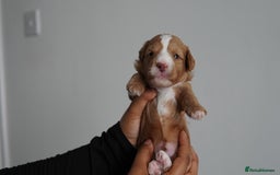 Cavapoo dogs for sale: Beautiful toy Cavapoo puppies 🐶 🐾 - Image 2