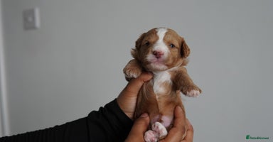 Cavapoo dogs - Advert 4