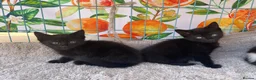 Mixed Breed cats for sale: 3 ragdoll cross domestic kittens  - Advert 11