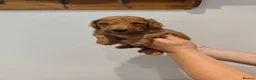 Labradoodle dogs for sale: 🐾 Beautiful Red Labradoodle Puppies – 5 Boys  🐾 - Advert 29