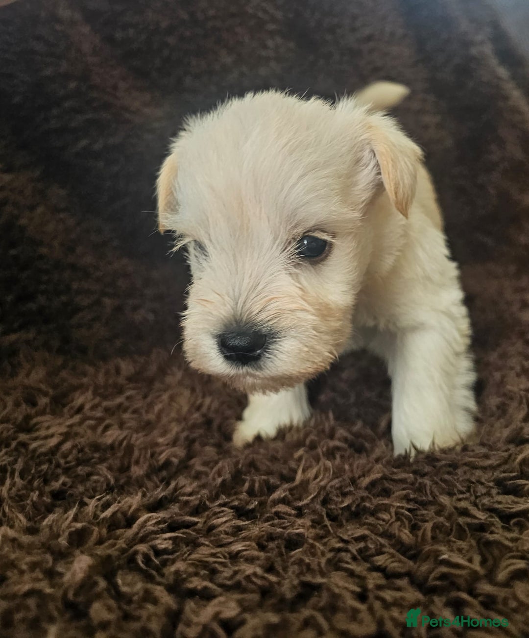 Miniature Schnauzer dogs for sale: Adorable white schnauzer puppies- ready soon! - Image 21