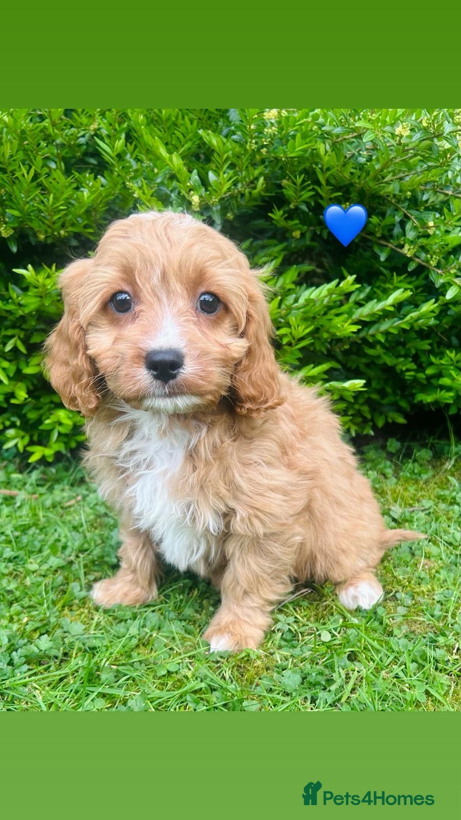 Cavapoo dogs Beautiful F1 Cavapoo puppies - Advert 1