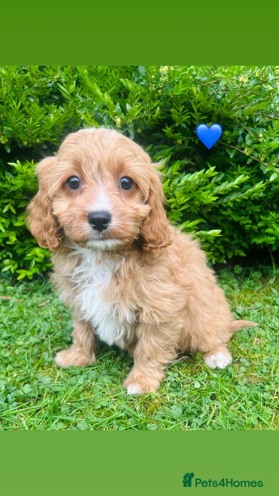 Cavapoo dogs for sale: Beautiful F1 Cavapoo puppies - Advert 1