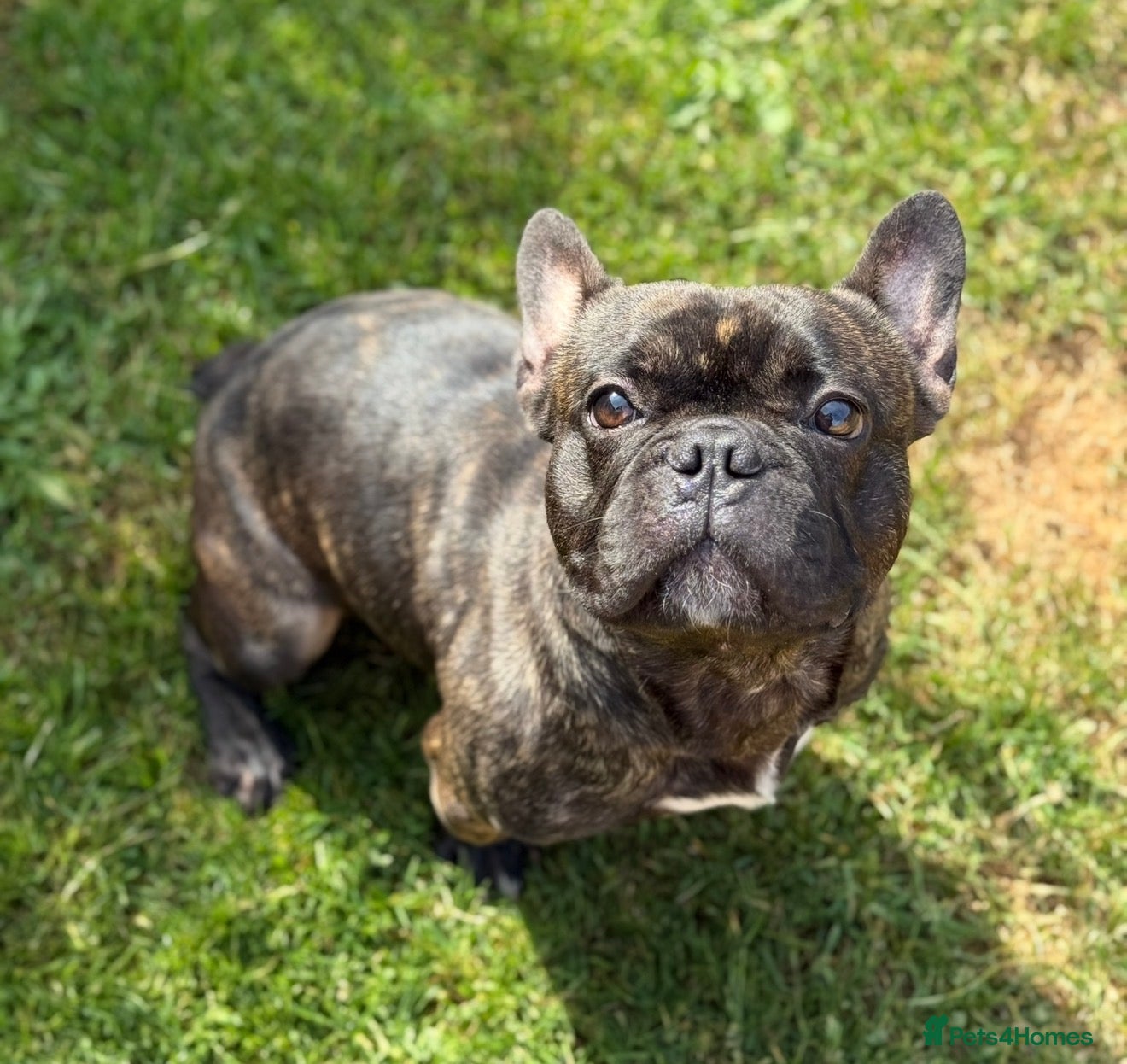 French Bulldog dogs 2 year old male French Bulldog  - Advert 1
