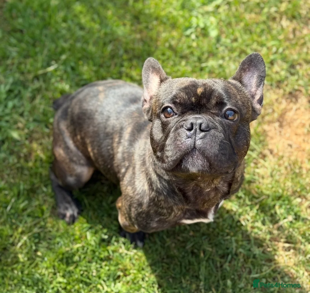 French Bulldog dogs for sale: 2 year old male French Bulldog  - Advert 1