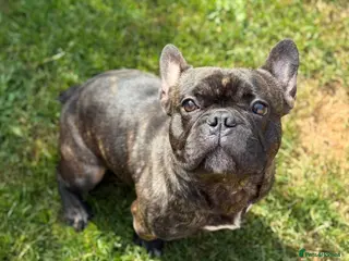 French Bulldog dogs 2 year old male French Bulldog - Advert 4