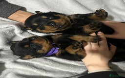 Rottweiler dogs for sale: Purebred German Rottweilers  - Advert 1
