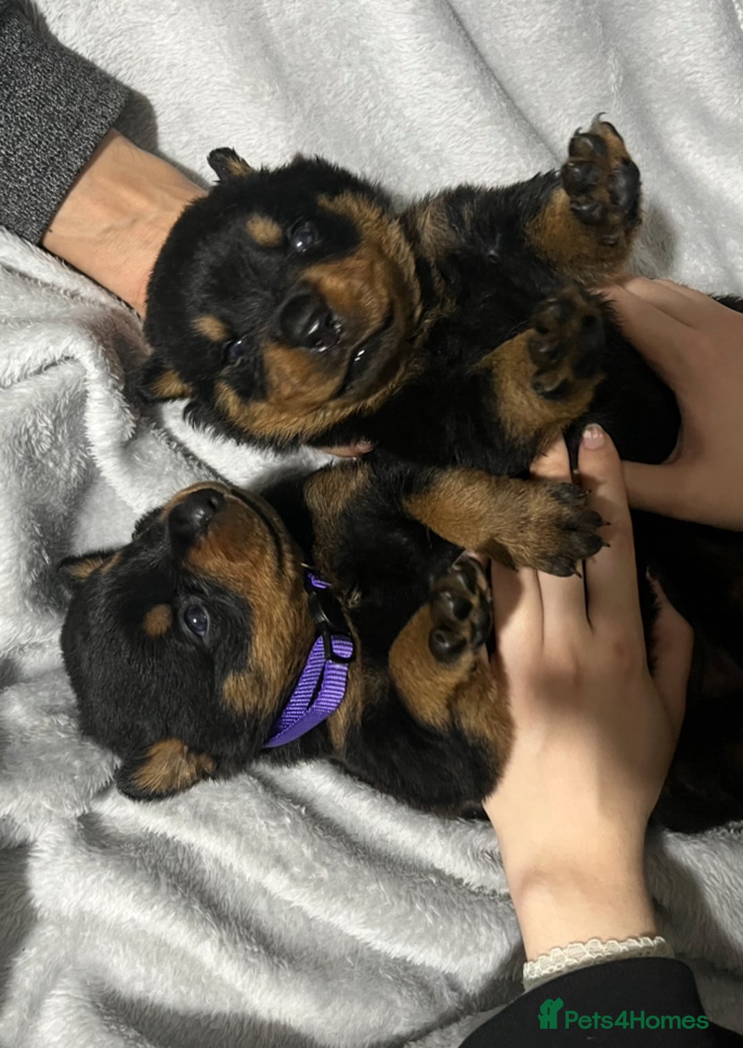 Rottweiler dogs for sale: Purebred German Rottweilers  - Advert 1
