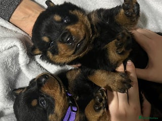 Rottweiler dogs Purebred German Rottweilers - Advert 1