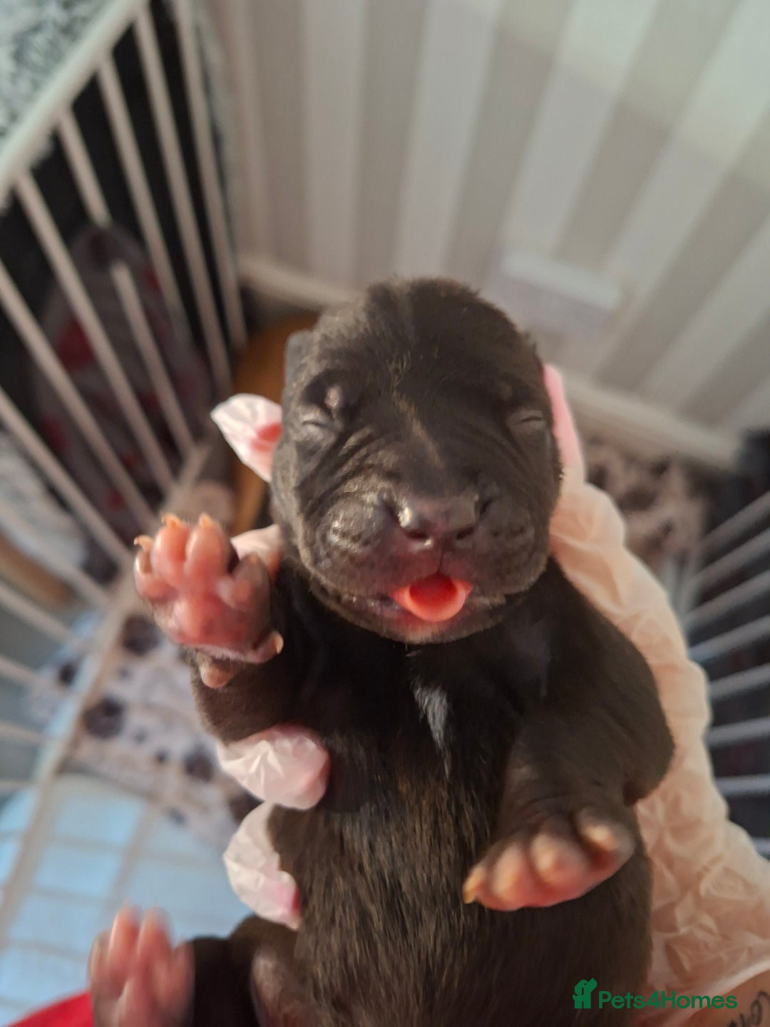 Staffordshire Bull Terrier dogs for sale: Staffy pups ready 26th august 2 brindle 3 blue - Image 27