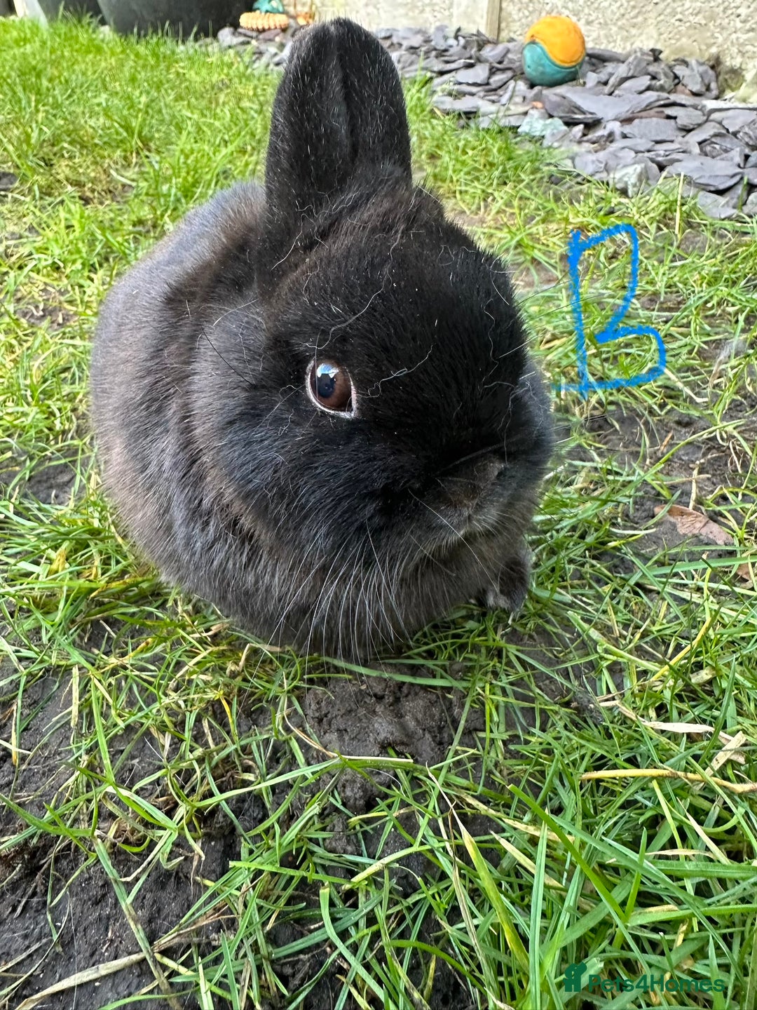 Netherland Dwarf rabbits for sale: Netherland Dwarf Rabbits for sale  - Advert 3