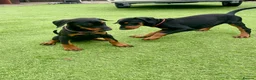 Dobermann dogs for sale: European Doberman puppies 3 available!! - Advert 26