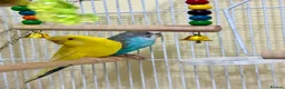 Budgerigars birds for sale: 2 Beautiful Budgerigars  - Advert 1