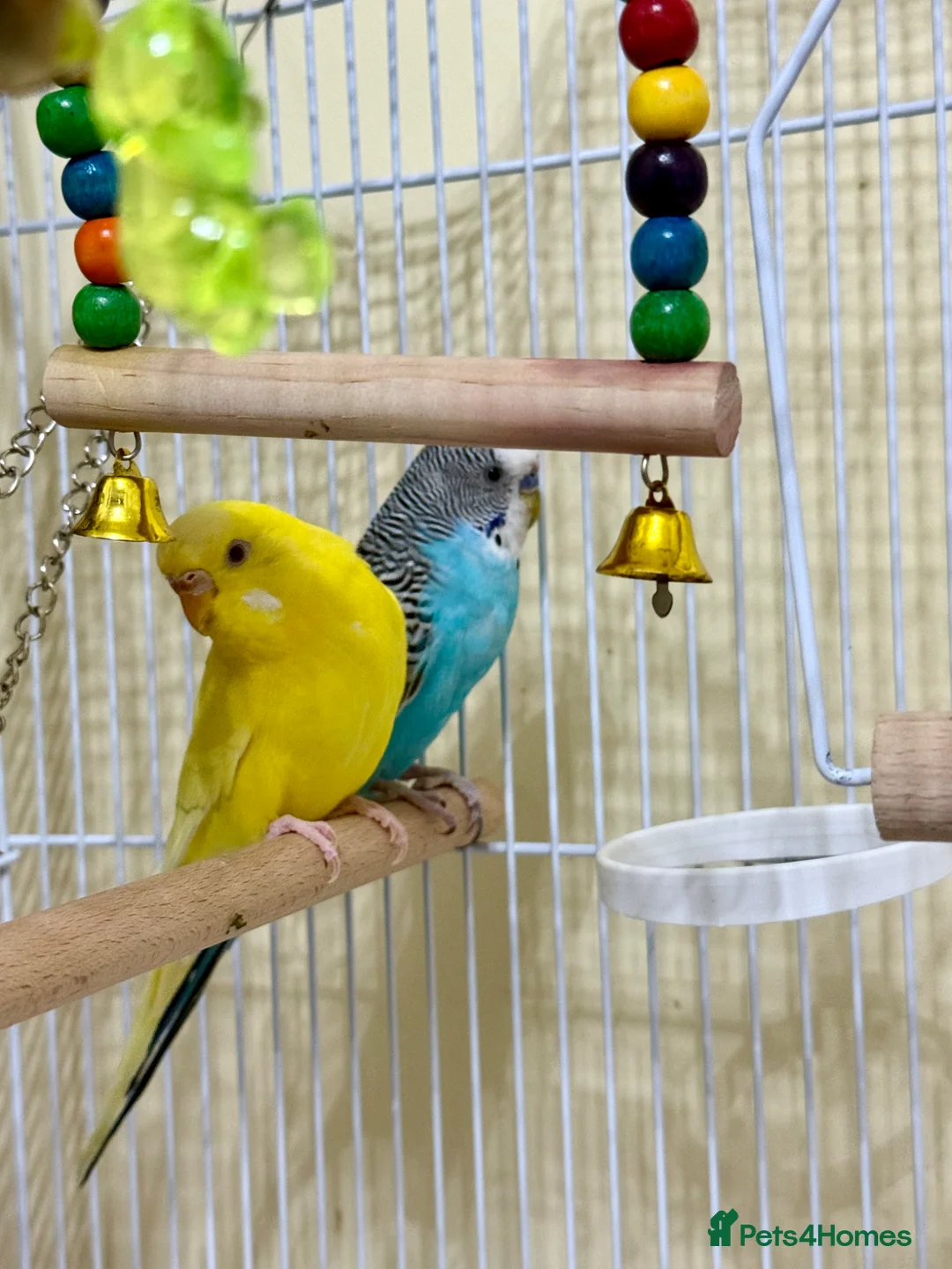 Budgerigars birds for sale: 2 Beautiful Budgerigars  - Advert 1