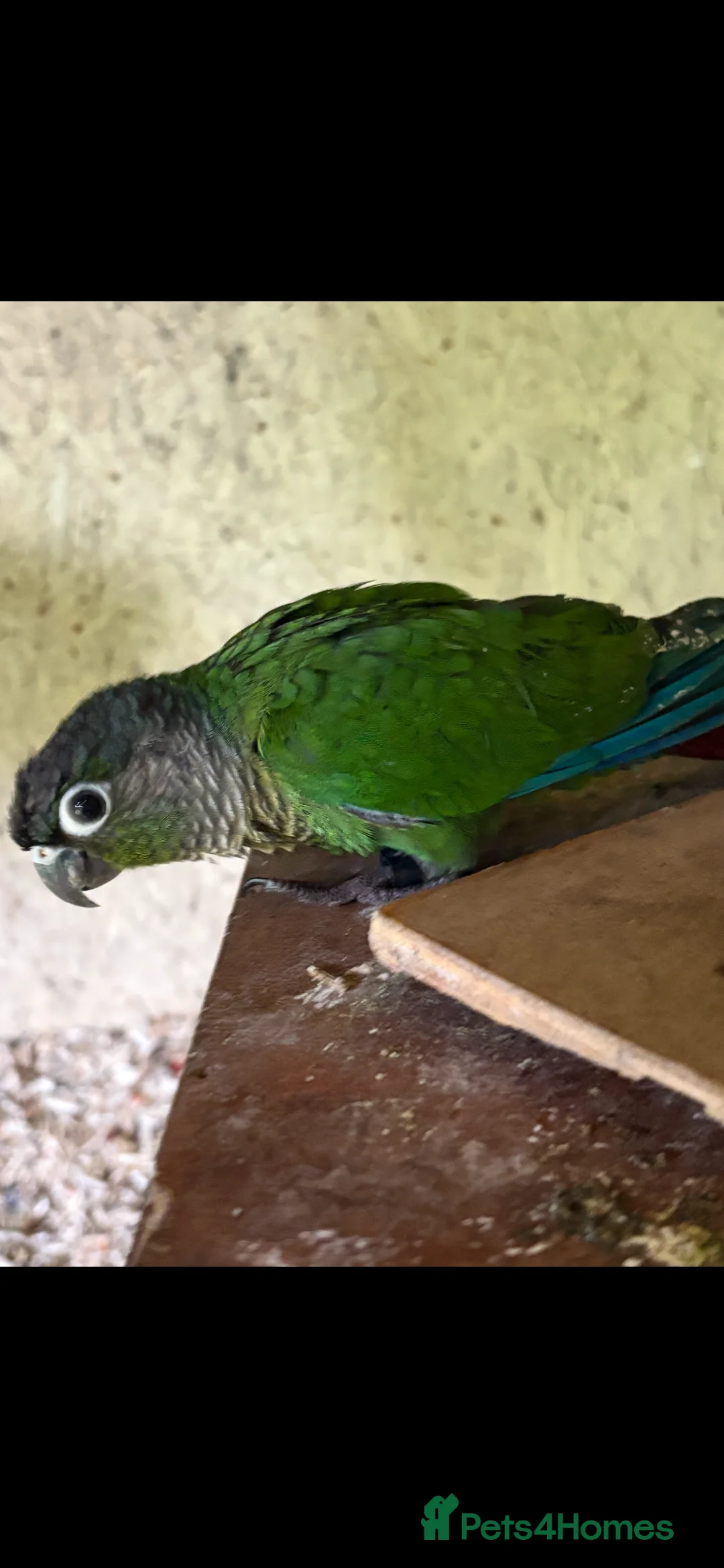 Conures birds for sale: Adult male conures dna sexed Aviary only - Advert 1