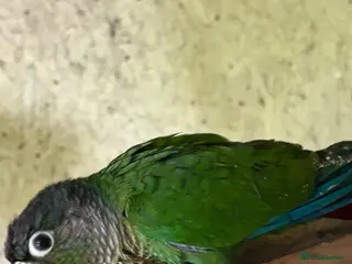 Conures birds Adult male conures dna sexed Aviary only - Advert 10