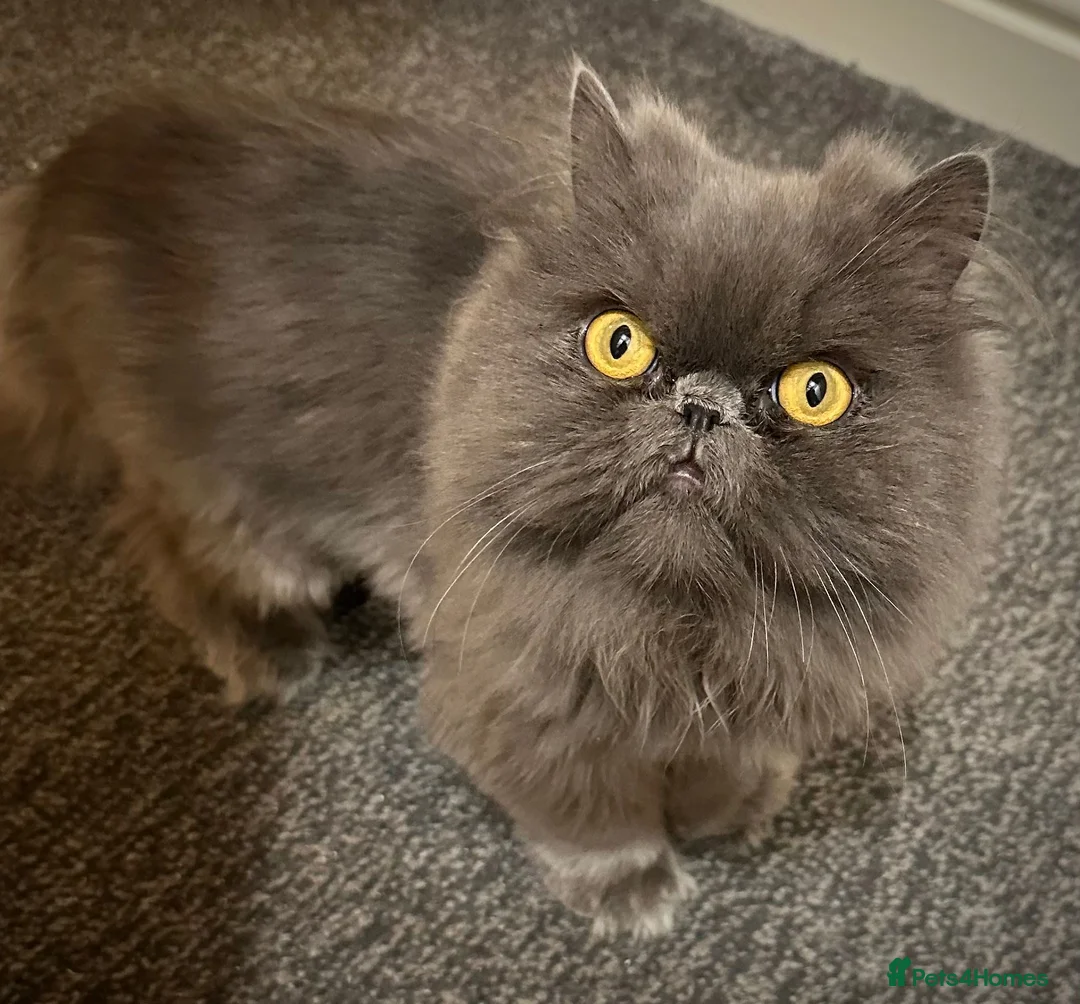 Persian cats for sale: Persian Male  - Advert 2