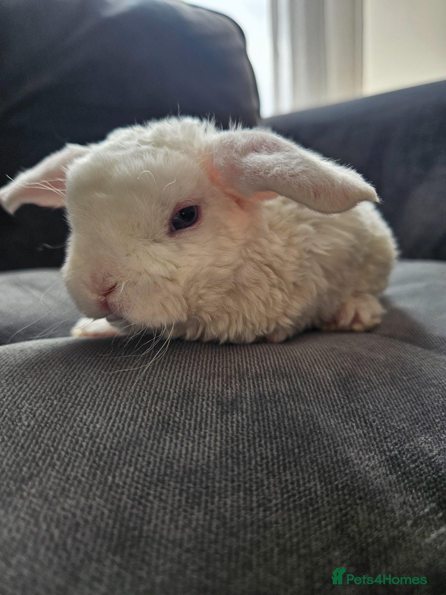 Mini Lop rabbits Mini Plush Lops - Suffolk - Advert 1