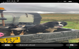 Border Collie dogs for sale: Collie pups for sale  - Image 5