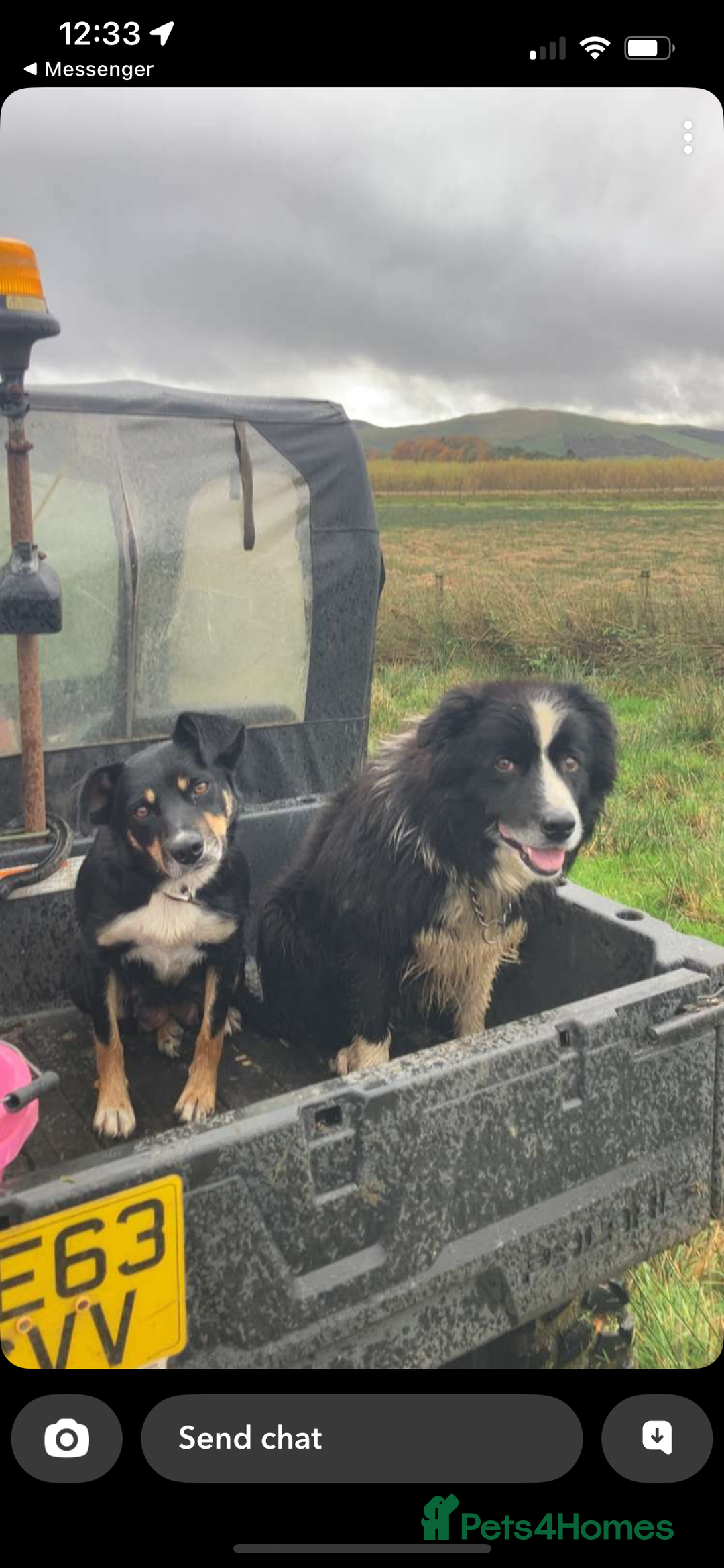 Border Collie dogs for sale: Collie pups for sale  - Image 5