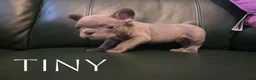 French Bulldog dogs for sale: 4 Male French Bulldog Puppies  - Advert 14