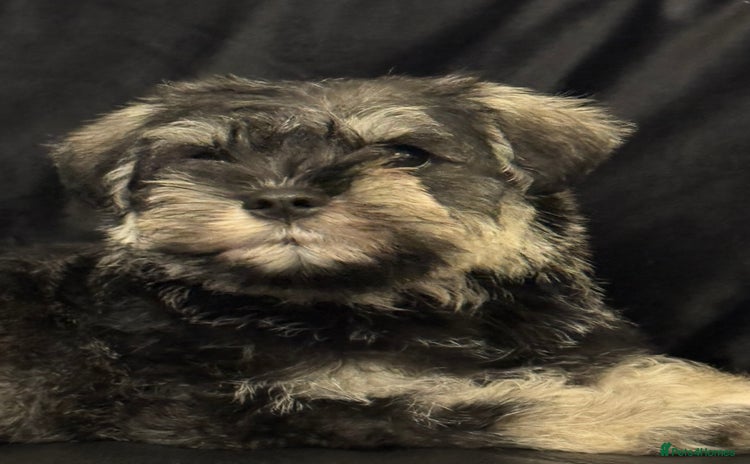 Miniature Schnauzer dogs - Advert 3