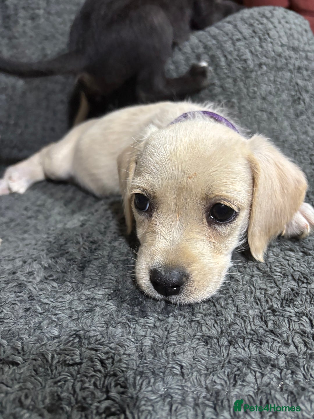 Mixed Breed dogs for sale: Jackapoo x cockapoo puppies - Image 2