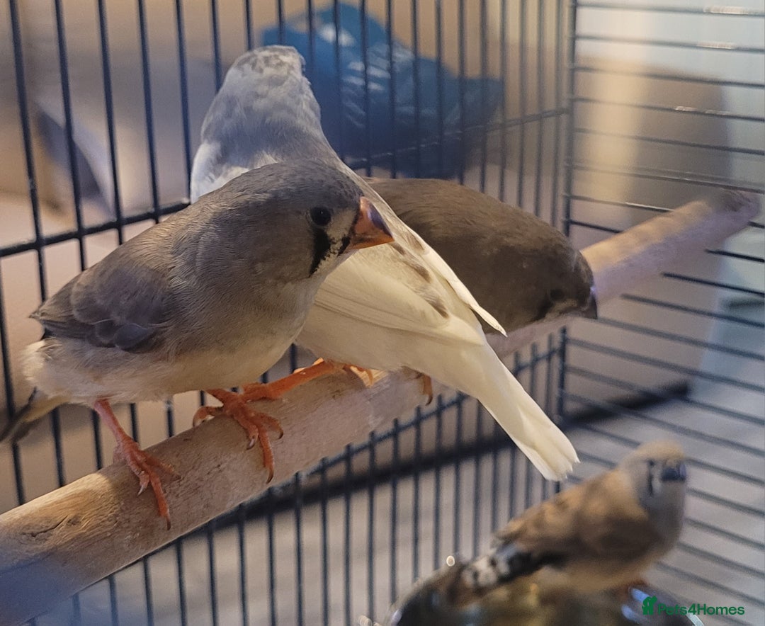 Finches birds for sale: Baby finches for sale £10 each - Image 7