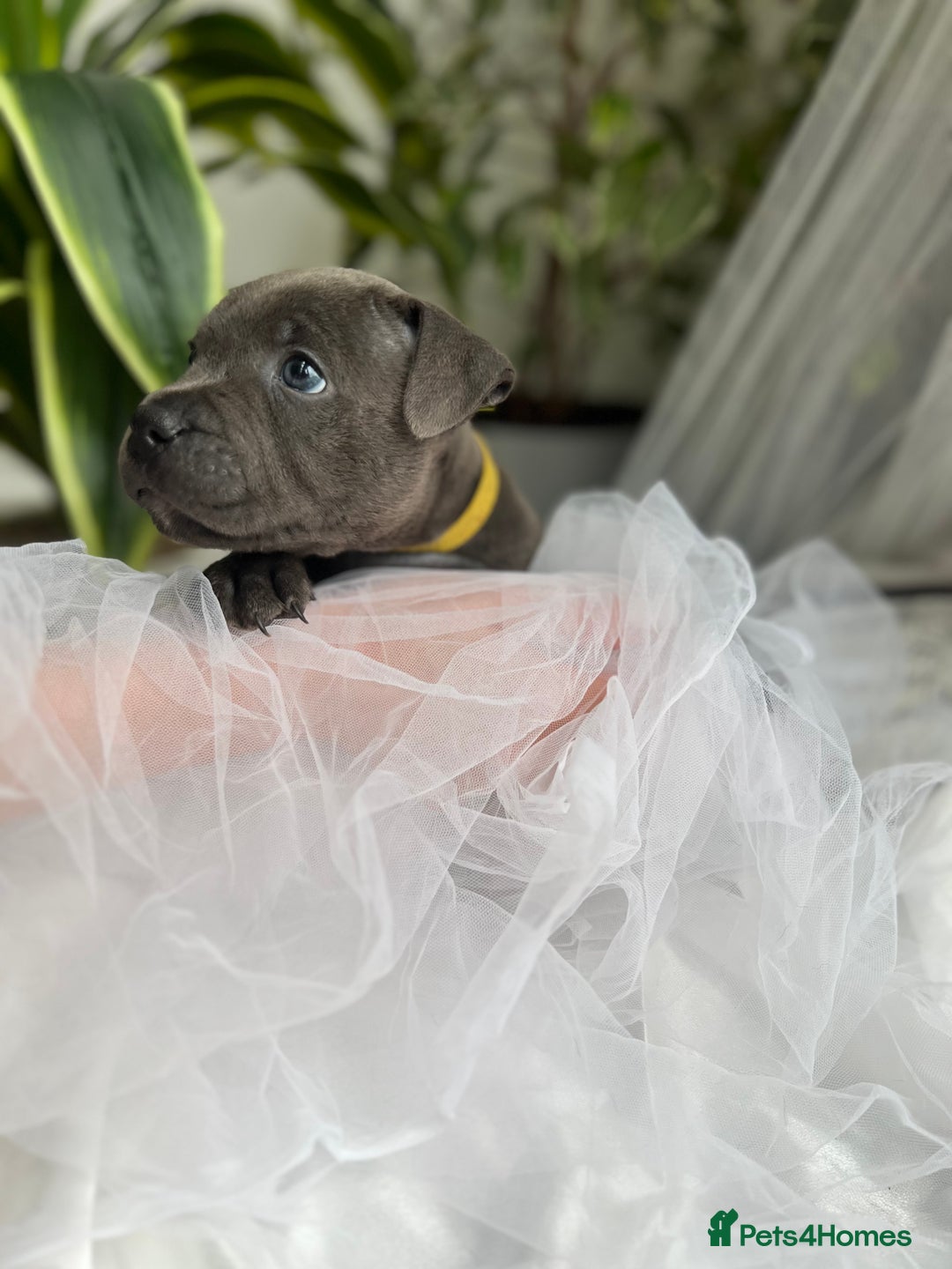 Staffordshire Bull Terrier dogs for sale: 🔷 Pharaon Champion Line Pups 🔷 in Wolverhampton - Image 10